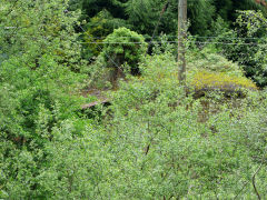 Blackbrook Colliery building in the overgrowth, Caerphilly, June 2013